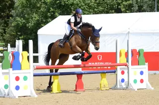 16.1 mare with loads of potential