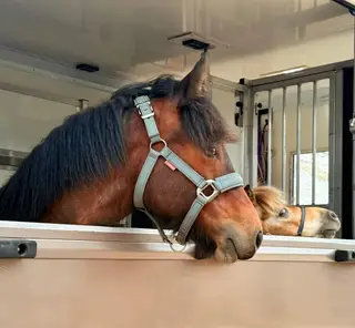 Rare opportunity Highland pony gelding to make 14.1hh