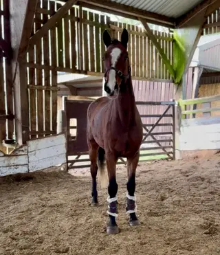 Irish Sport Horse by Cascari – Talented Prospect