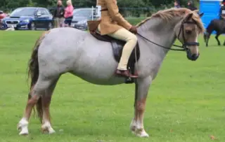 Pony club allrounder