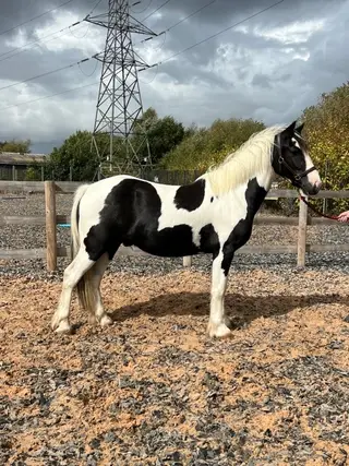2 year old coloured gelding 