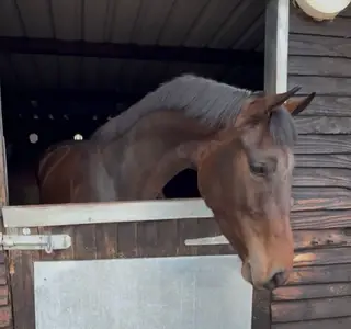 Quality Irish Prospect by Lassban Master Imp