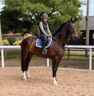 Heading Turner Classic Hunter Type All-Rounder- Maverick