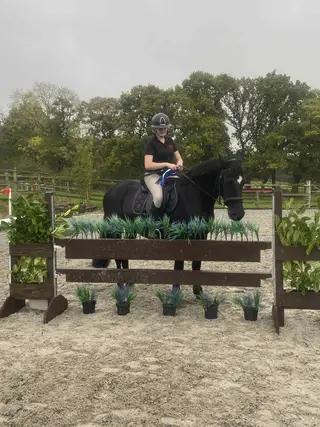 14.3hh Warmblood x Welsh allrounder