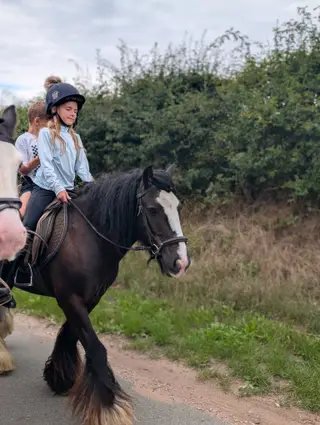 Lovely quiet cob gelding 