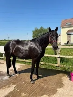 Black Hanoverian Mare