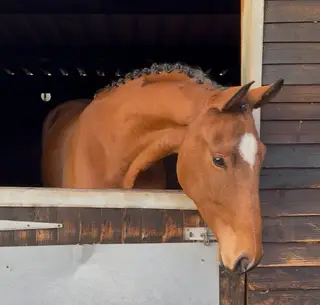 Top-Quality Eventing Prospect with Proven Pedigree