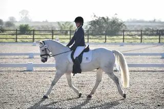 Kilclogher Fionn - Outstanding Competition Dressage/PC Pony    
