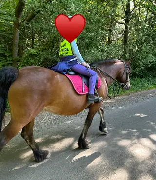 13.1hh family pony 