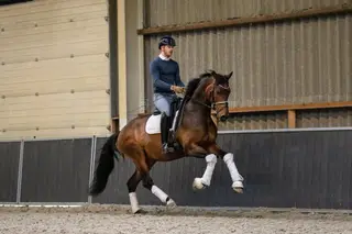 Nino- Top class dressage