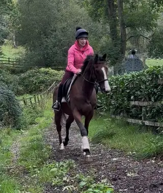 Quiet Sweet 3yo by Irish TB – Event/Allrounder Type