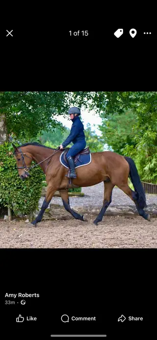 Super All-rounder gelding