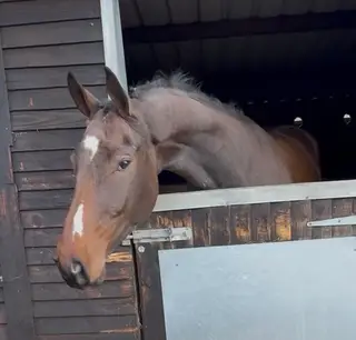 Top-Class Eventing or Showjumping Prospect