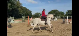 Stunning Irish Gelding