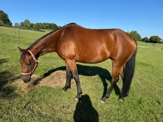 Stunning Warmblood 