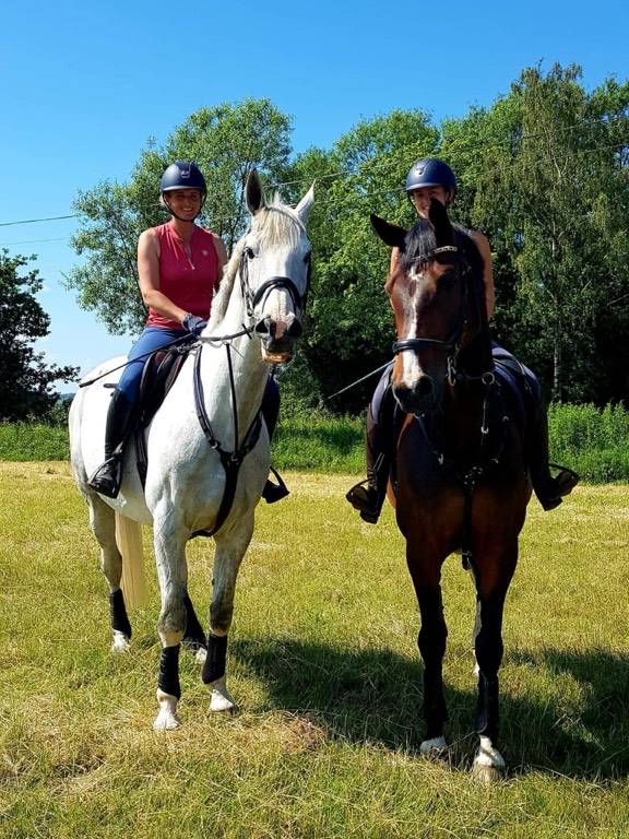 Horse for Sale HALLO SANTORINI HANDSOME IRISH SCHOOLMASTER