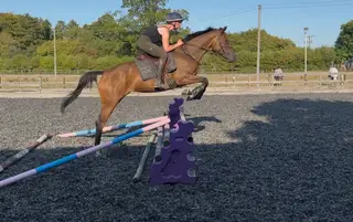 amateurs eventer/jumper