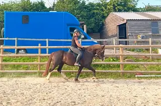 Welsh sec C gelding 