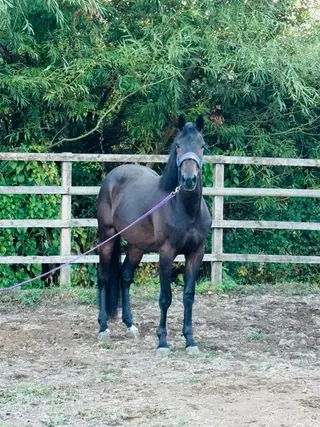 Dressage or Eventing prospect