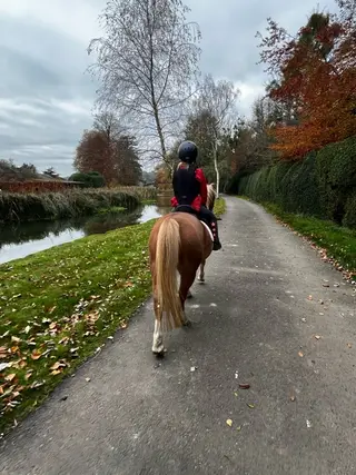 Lead rein/ companion