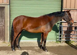 Beautiful over height Connemara