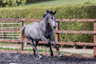 Meet Vincent the Masterpiece by Van Gogh