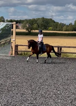 Quality pony looking for more laid back life. 