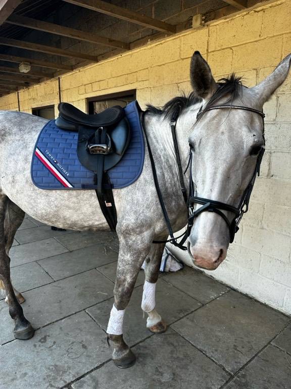 horse-for-sale-irish-sports-mare