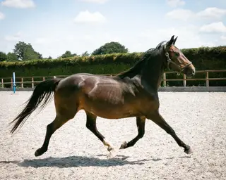 Highcleres Loki