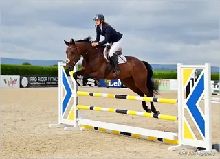 Talented 6 Year Old Mare 