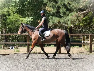 ARCHIE | 16hh | 9yo | Bay Irish Gelding