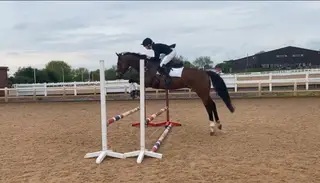 Flashy Bay Gelding. Teenagers dream  16.2 aged 10