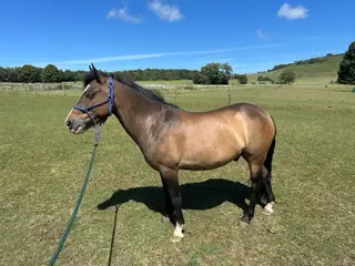 13.2 New Forest gelding by Portmore Thundercloud