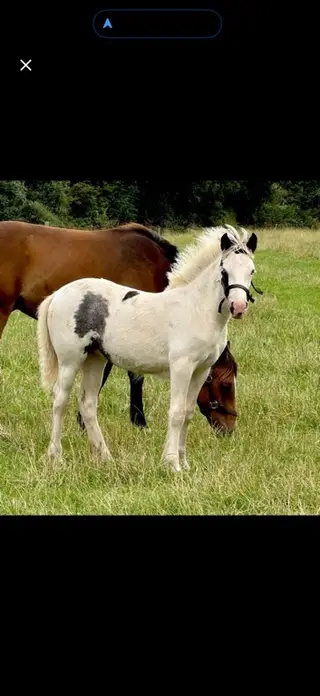 Beautiful coloured yearling filly