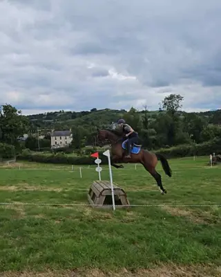 Safe hack, fun horse 16.2 10 yo TB gelding 