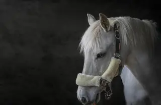 13’2 been there done it , fun second ridden pony!