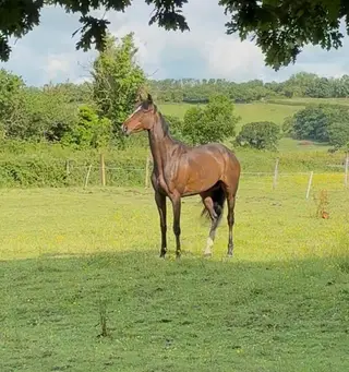 Pretty 5yr TB mare, 16.2