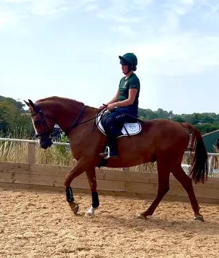 Hunter/Riding Club - Kind lovely temperament 