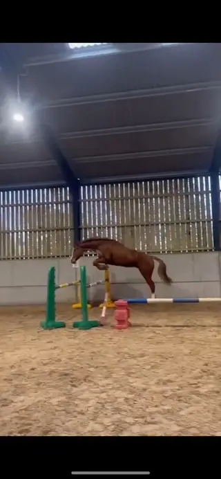 Talented young sport horse