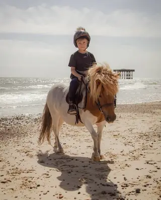 Beautiful registered Shetland Mare. 