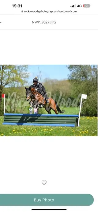14.1hh pony