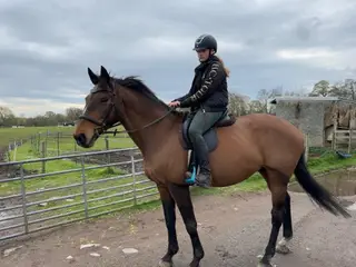 ‘Bionica’ Stunning Mare by United
