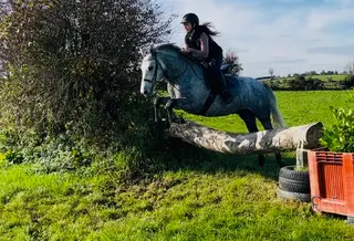 Connemara gelding 