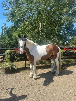super cob 🌟
