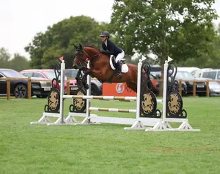 5yo showjumping prospect 