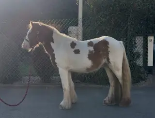 2 Year Old, 12hh, Skewbald Gelding