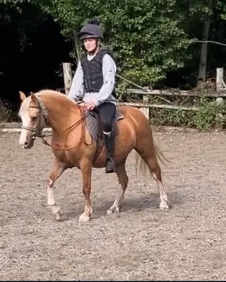Stunning Palomino filly just starting her ridden career