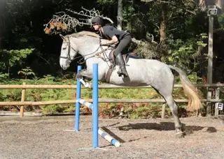 Stunning Grey 5 Year Old Mare