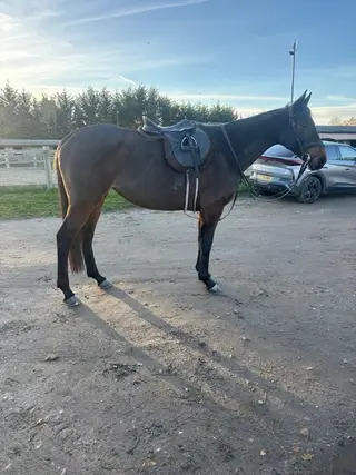 Lovely MD share tb mare safe 15.2