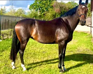 🌟 Super Talented 16.1hh 6yo Irish Sports Horse Ma